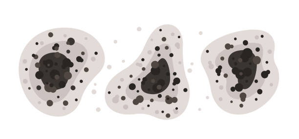 Best Comprehensive Air Testing for Mold Contaminants  in Temecula, CA